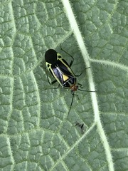 Poecilocapsus nigriger