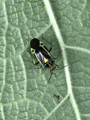 Poecilocapsus nigriger