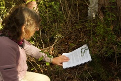 Tmesipteris tannensis