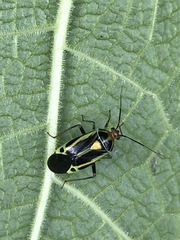 Poecilocapsus nigriger