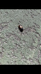 Anisodactylus sanctaecrucis