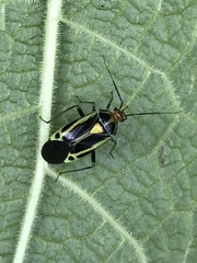 Poecilocapsus nigriger
