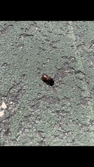 Anisodactylus sanctaecrucis