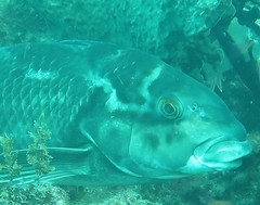 Cochleoceps bicolor