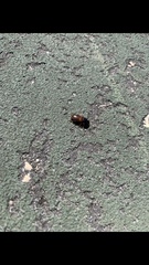 Anisodactylus sanctaecrucis