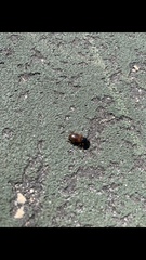 Anisodactylus sanctaecrucis