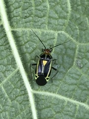 Poecilocapsus nigriger