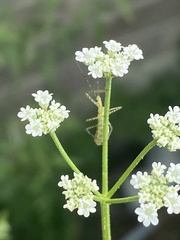 Pselliopus cinctus