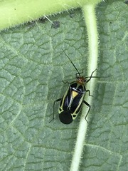 Poecilocapsus nigriger