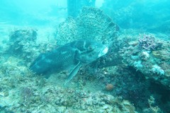 Cochleoceps bicolor