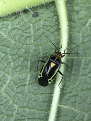 Poecilocapsus nigriger