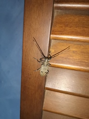 Pelargoderus bipunctatus