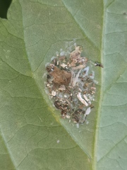 Emertonius exasperans