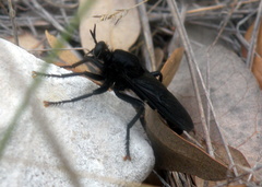 Ospriocerus