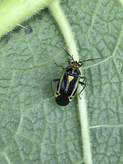 Poecilocapsus nigriger