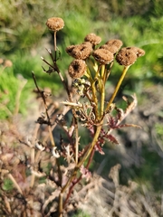 Tanacetum vulgare