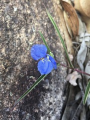 Commelina lanceolata
