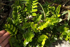 Asplenium obtusatum