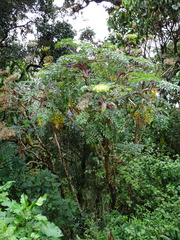 Myrrhidendron donnellsmithii