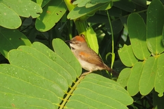 Synallaxis albigularis