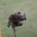 Metepeira datona - Photo (c) John Abrams, algunos derechos reservados (CC BY), subido por John Abrams