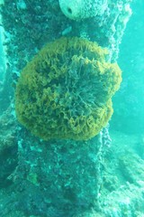 Steginoporella chartacea