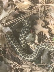 Thamnophis marcianus