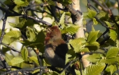 Carpodacus erythrinus grebnitskii