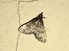 Steniini