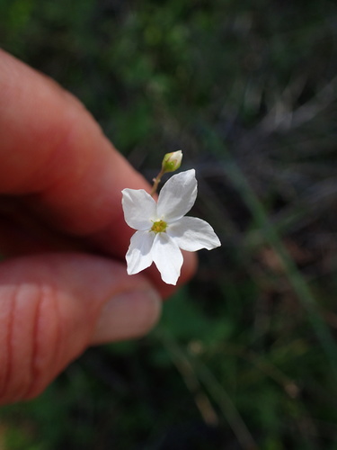 Image of Mission Woodland Star (Lithophragma cymbalaria) by (c) George Williams, some rights reserved (CC BY)