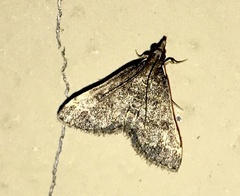 Steniini