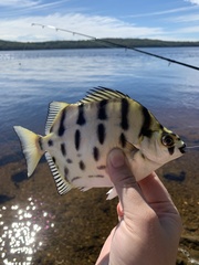 Selenotoca multifasciata