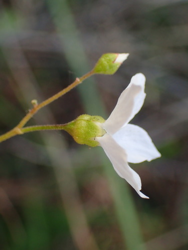 Image of Mission Woodland Star (Lithophragma cymbalaria) by (c) George Williams, some rights reserved (CC BY)