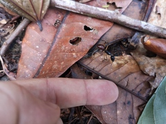 Dinomyrmex gigas borneensis