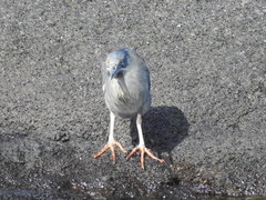 Butorides striata sundevalli