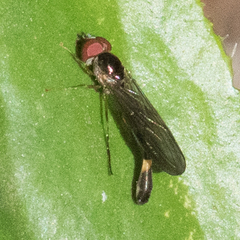 Baccha cognata