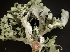 Ramalina canariensis