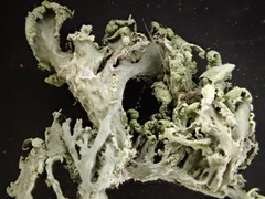 Ramalina canariensis