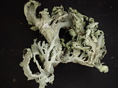 Ramalina canariensis