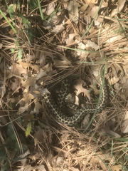 Thamnophis marcianus