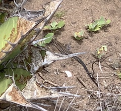 Aspidoscelis labialis