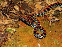 Siphlophis pulcher