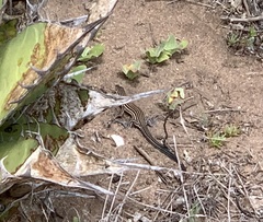 Aspidoscelis labialis