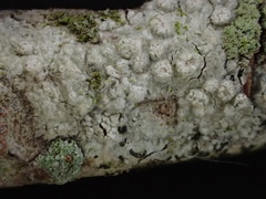 Pertusaria leioplaca