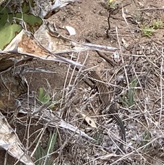 Aspidoscelis labialis