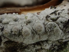 Pertusaria leioplaca