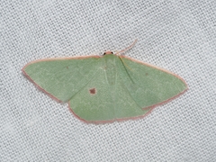 Chlorocoma cadmaria
