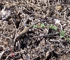 Aspidoscelis labialis