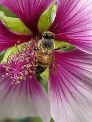Apis mellifera