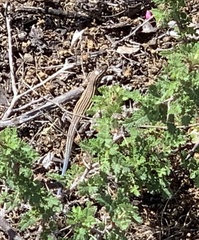 Aspidoscelis labialis